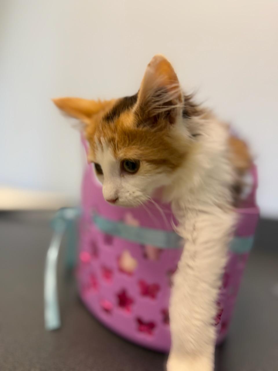 Nala, Adopted, Young Female Domestic Short Hair.