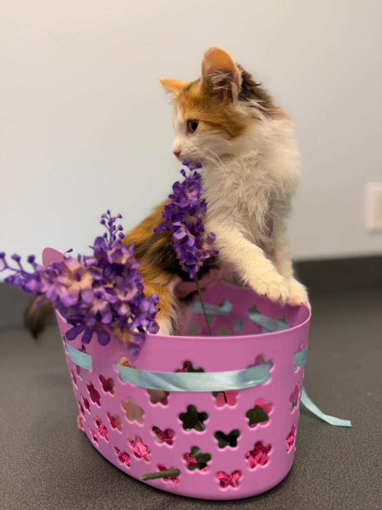 Enlarge Nala, a Adopted Domestic Short Hair in Lexington, NC image 2/4