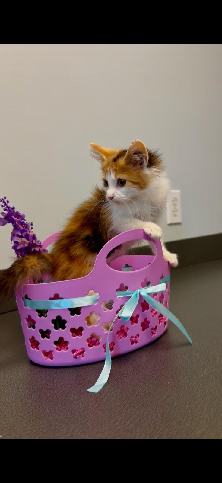 Nala, Adopted, Young Female Domestic Short Hair.