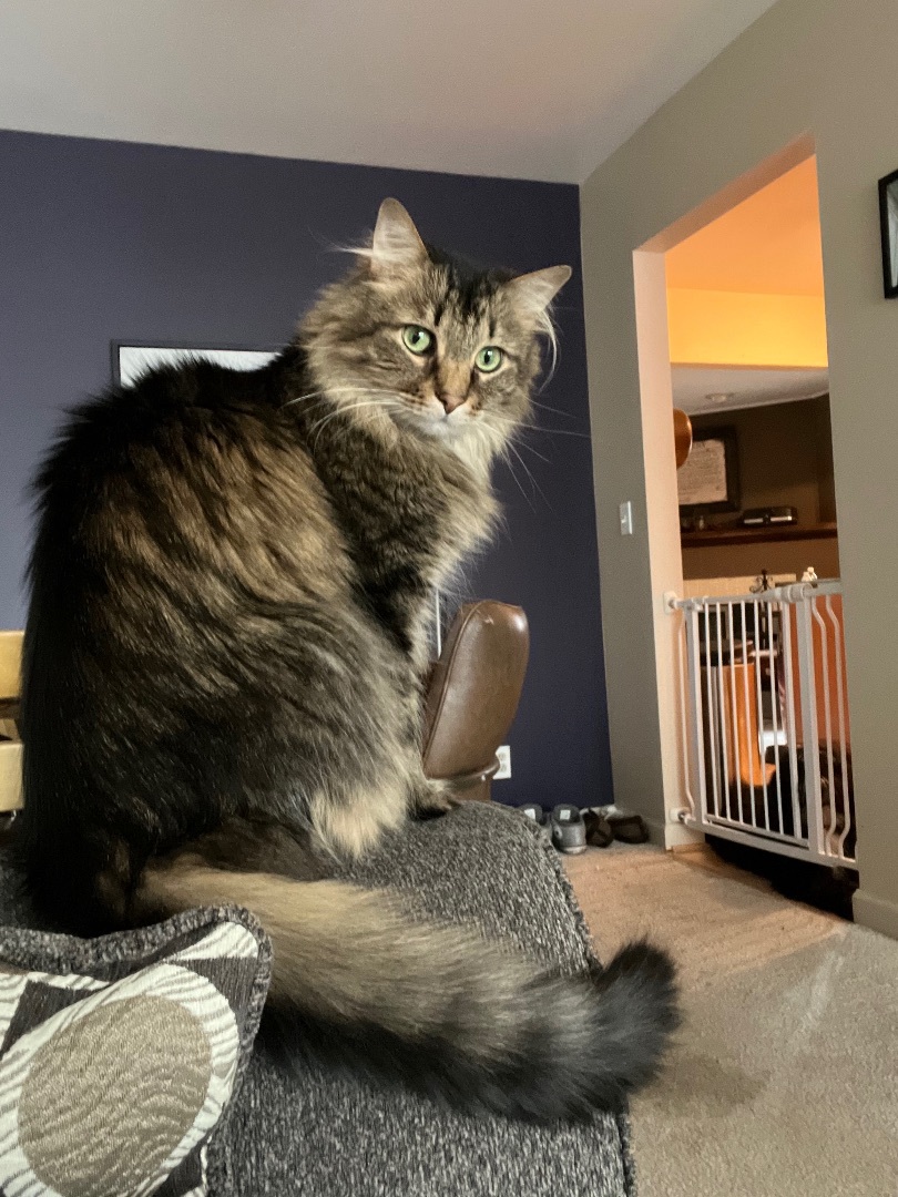 Seamus (courtesy post) , a Adopted Domestic Long Hair in Chesterfield, MI image 1/2