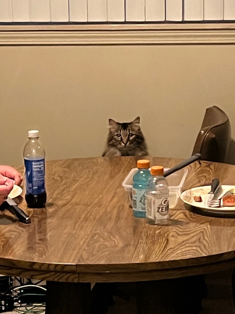 Seamus (courtesy post) , a Adopted Domestic Long Hair in Chesterfield, MI image 2/2