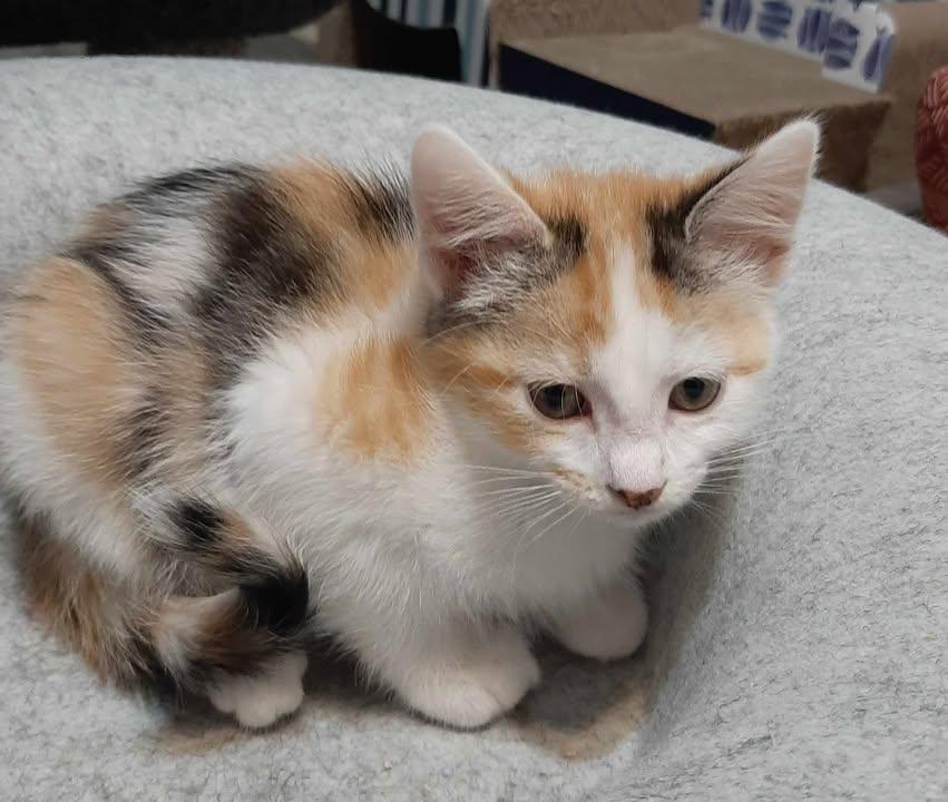 Enlarge Toffee, a ADOPTABLE Domestic Short Hair in Webster City, IA image 1/1