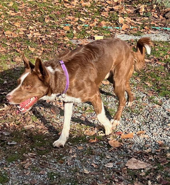 Tucker, Adoptable, Adult Male Border Collie.