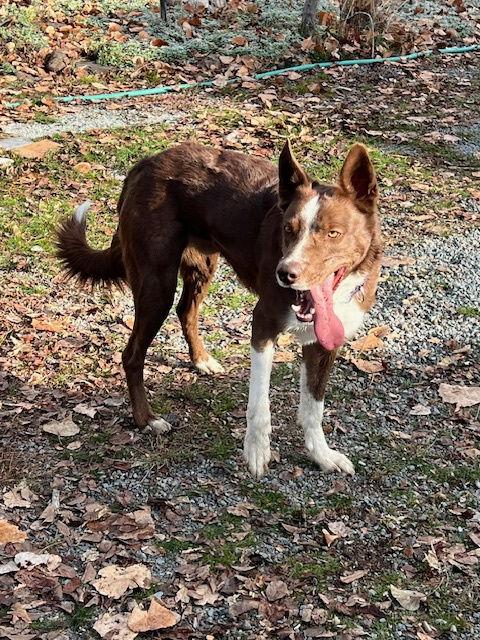 Tucker, a Adoptable Border Collie in Alturas, CA image 2/3