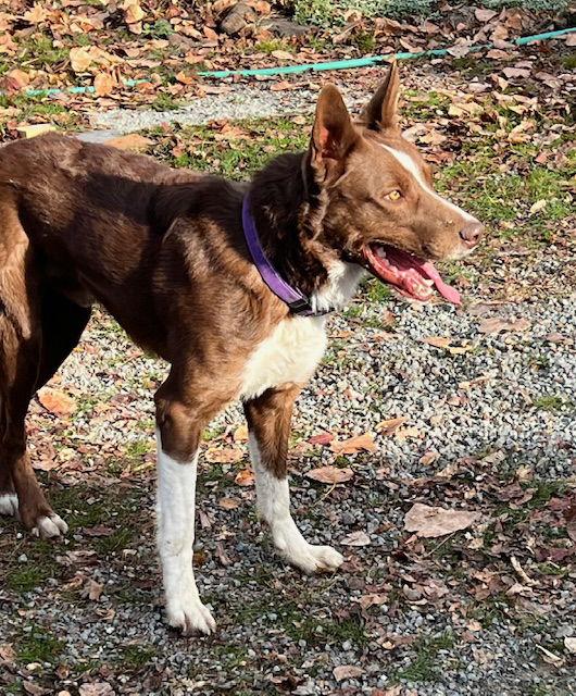 Tucker, a Adoptable Border Collie in Alturas, CA image 3/3
