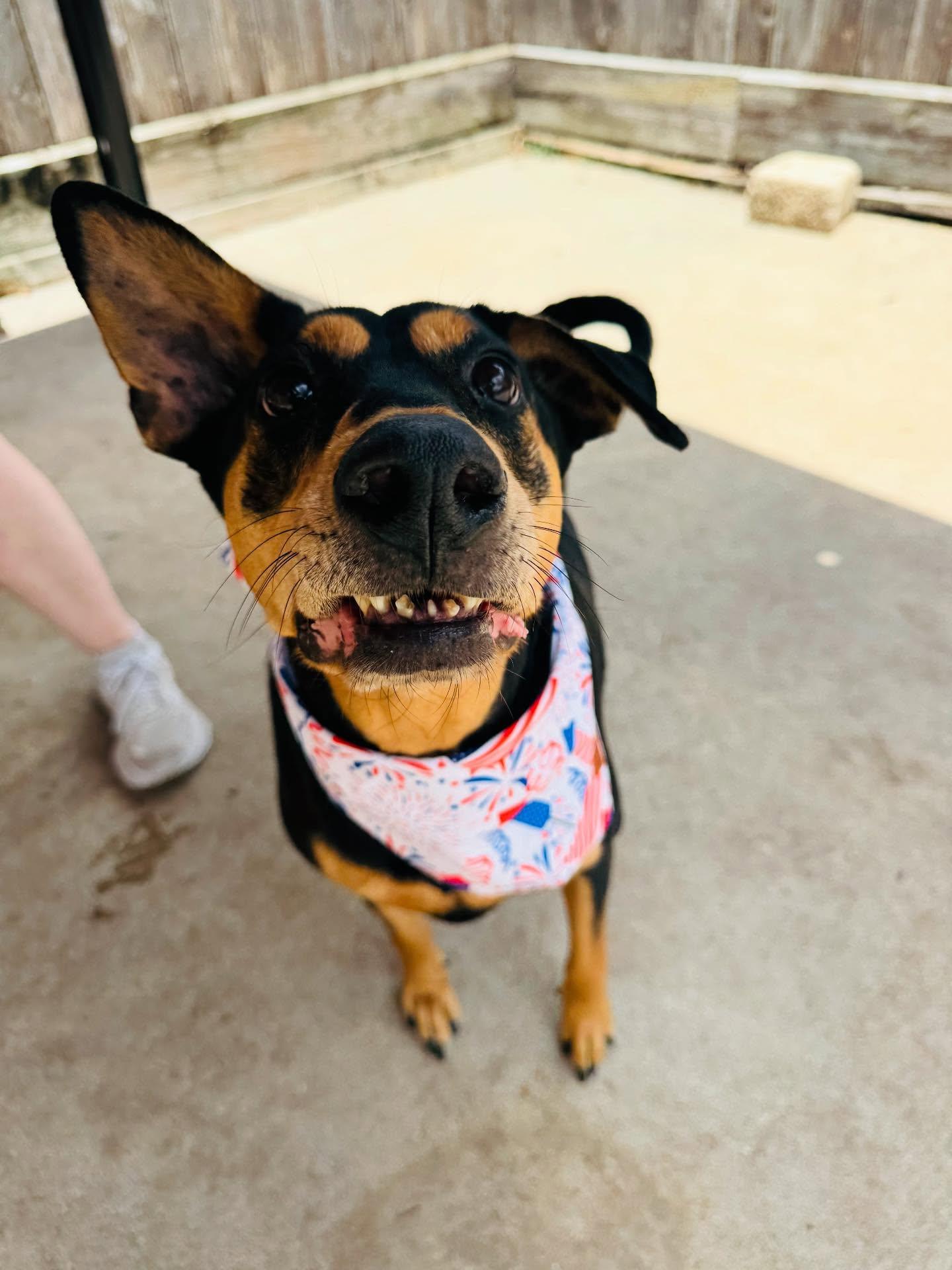 Madeline, Adoptable, Young Female Doberman Pinscher & Pointer.