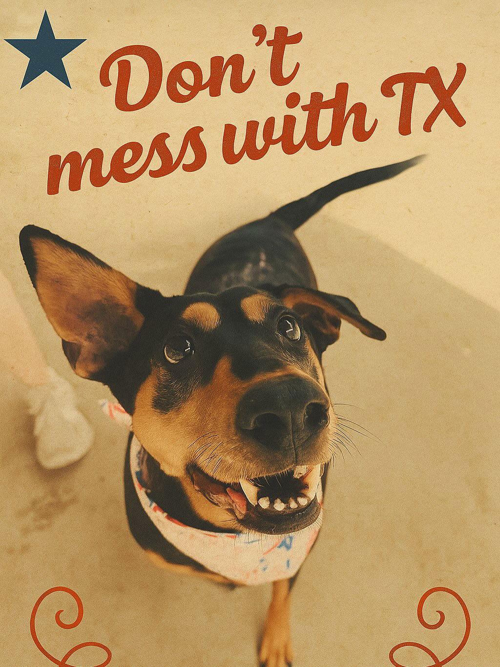 Enlarge Madeline, a Adoptable mixed breed in Houston, TX image 3/6