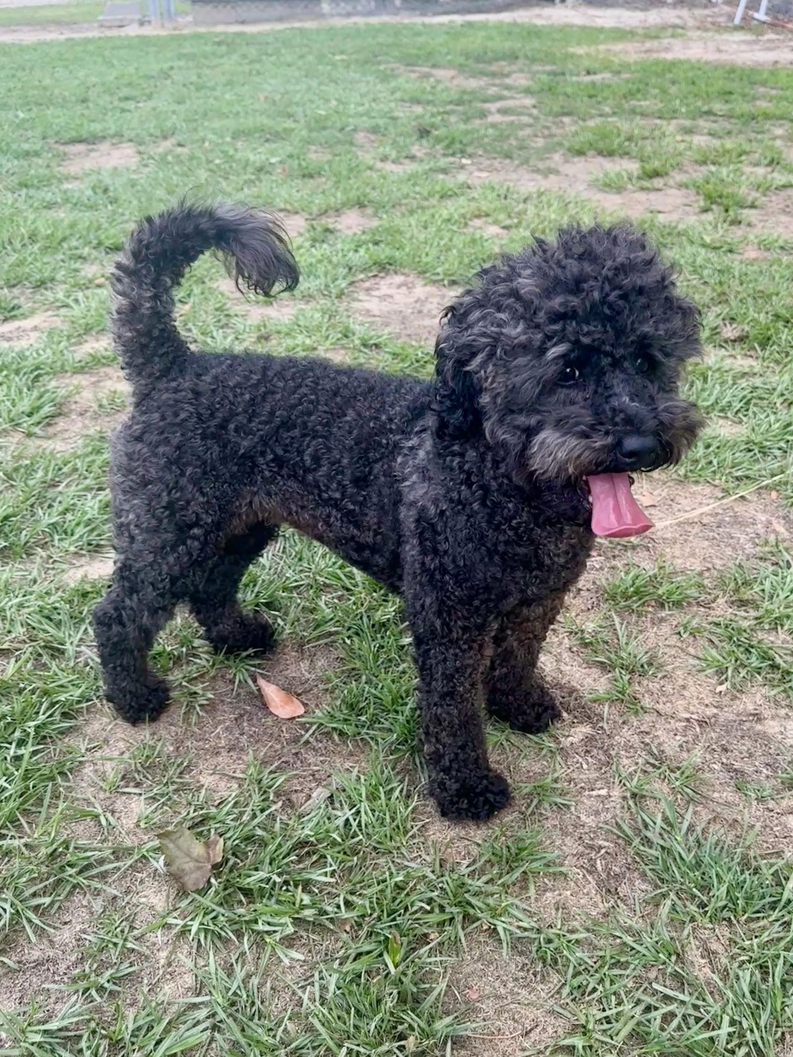 Millie, a Adopted Poodle in Eastman, GA image 1/3