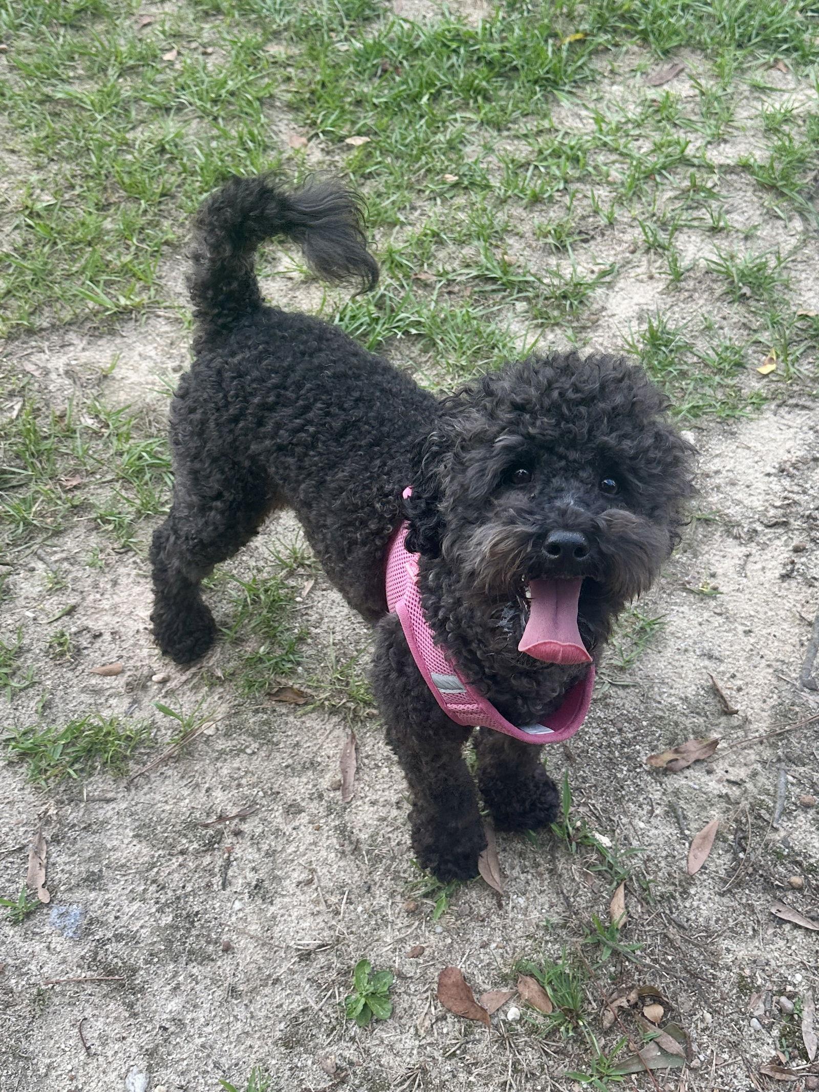 Millie, a Adopted Poodle in Eastman, GA image 3/3