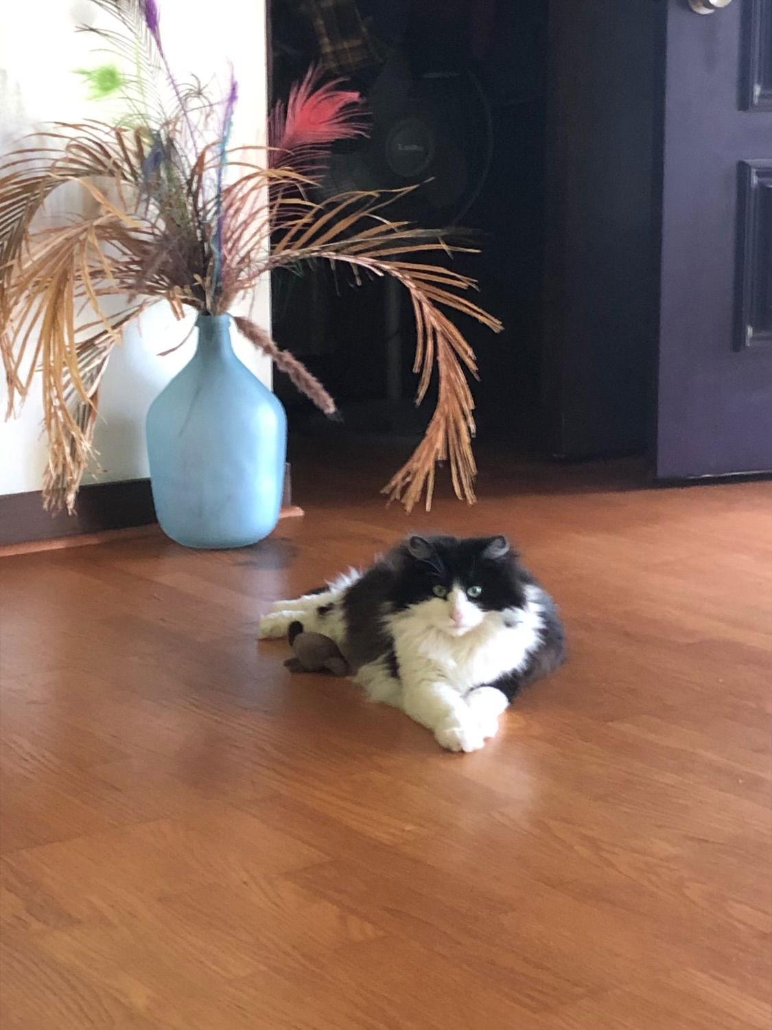 Sheppard*, Adoptable, Young Female Domestic Long Hair.