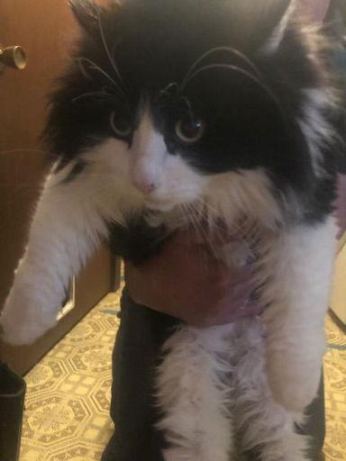 Enlarge Sheppard*, a Adoptable Domestic Long Hair in Trexlertown, PA image 2/3