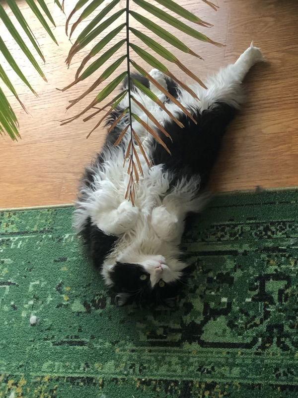 Enlarge Sheppard*, a Adoptable Domestic Long Hair in Trexlertown, PA image 3/3