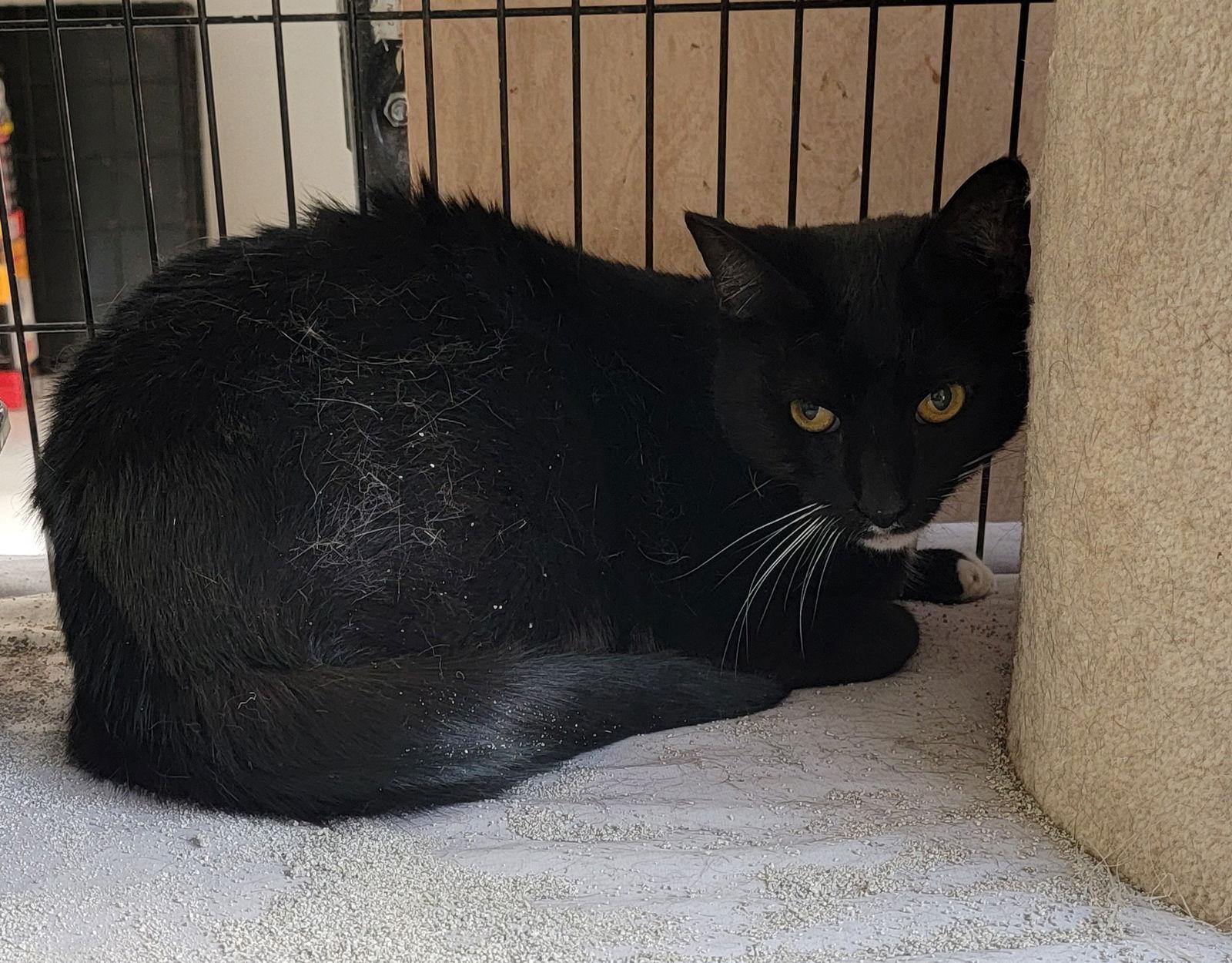 Enlarge Socks, a Adoptable Domestic Short Hair in Hollywood, MD image 1/1