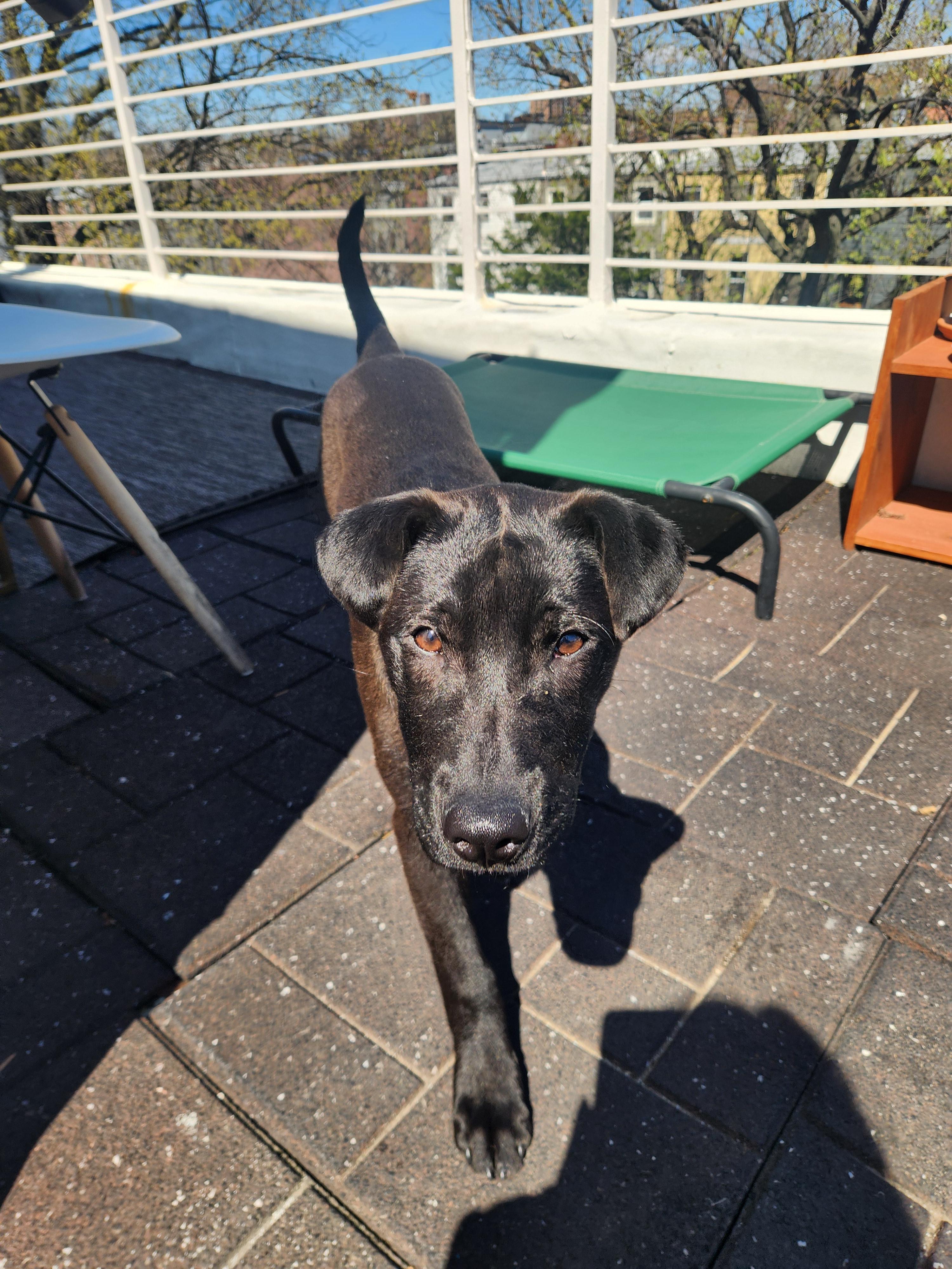 Olivia , an adopted mixed breed in Forest Hills, NY image 6/6