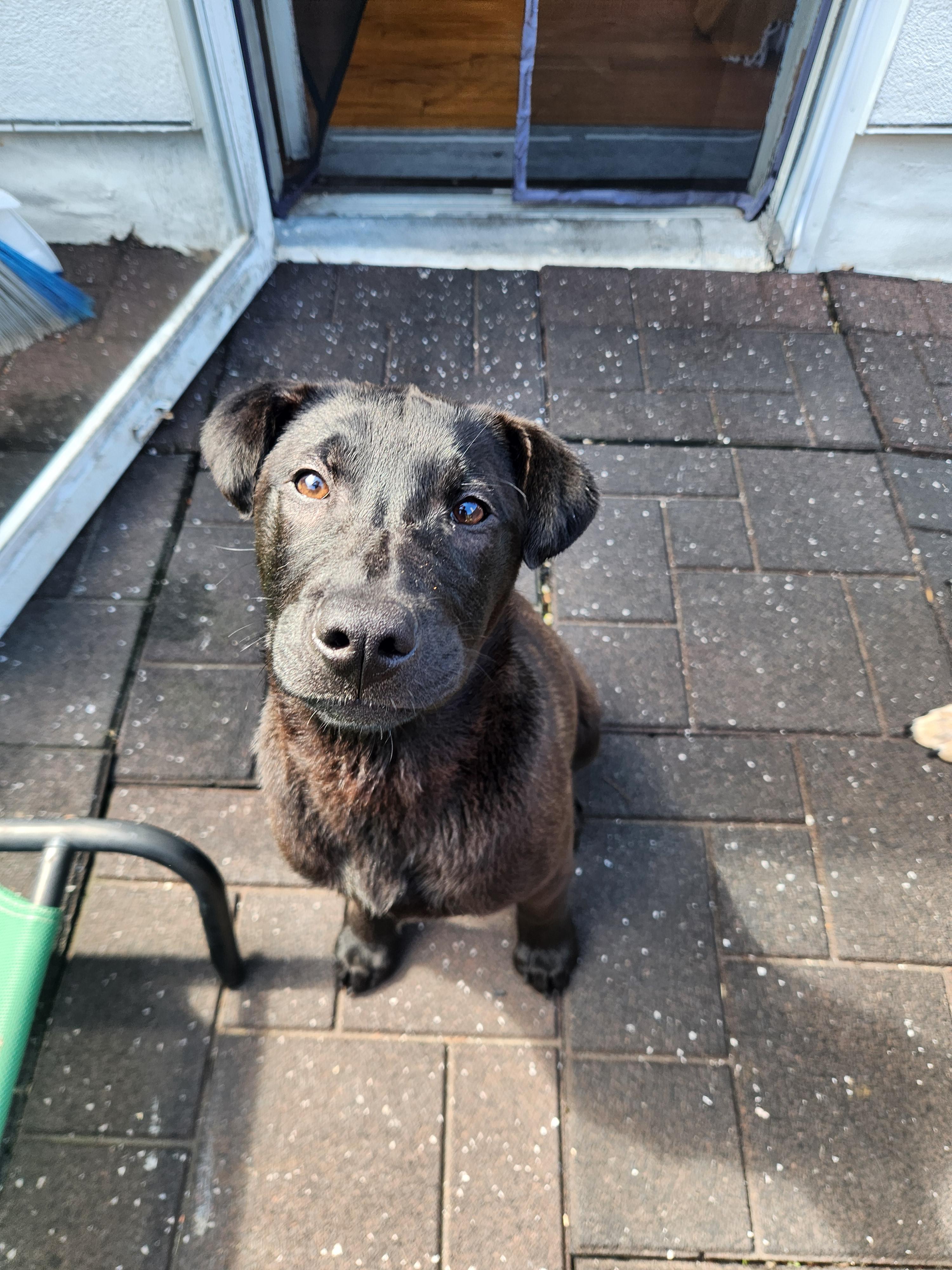 Olivia , an adopted mixed breed in Forest Hills, NY image 4/6