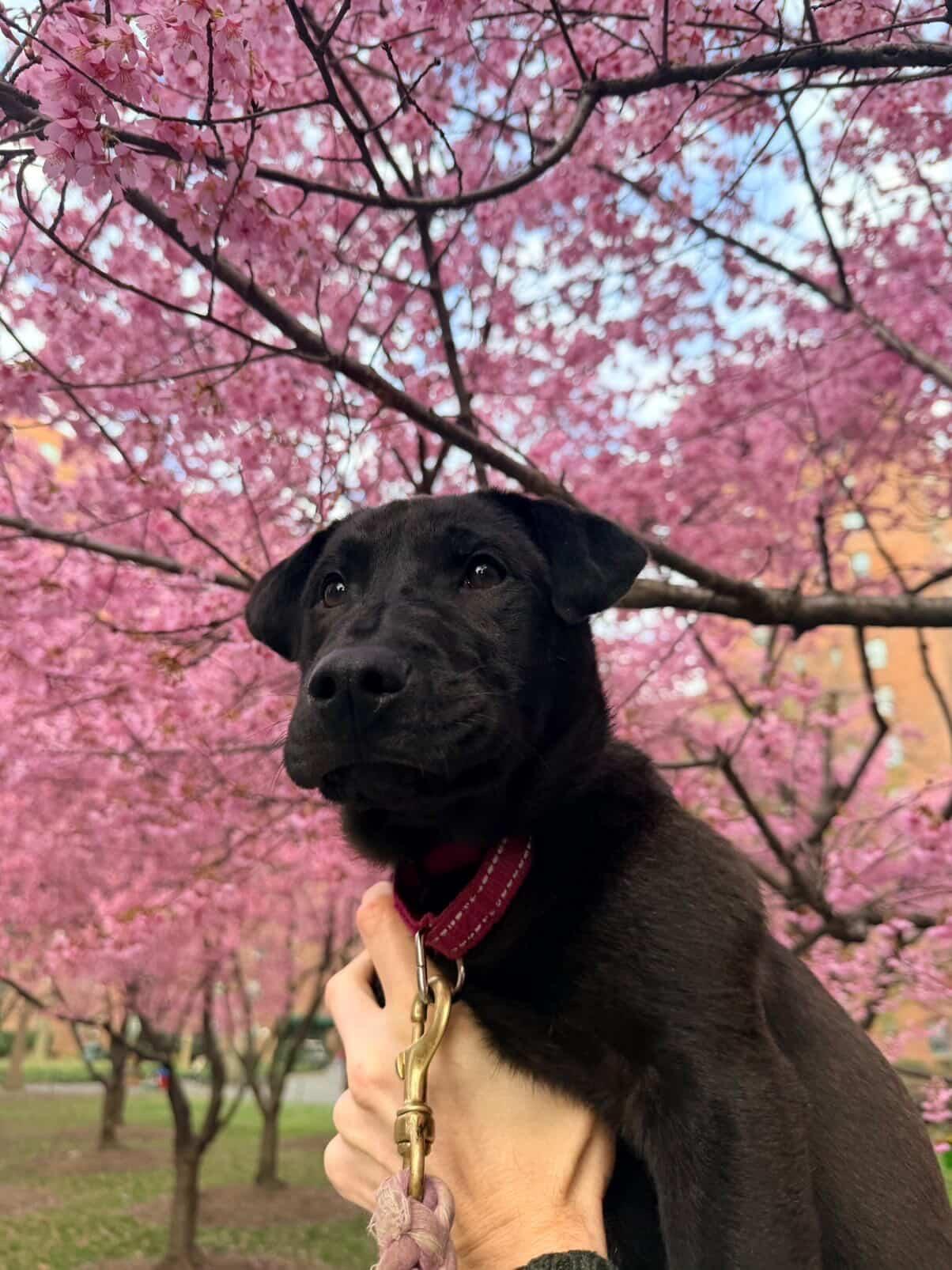 Olivia , an adopted mixed breed in Forest Hills, NY image 1/6