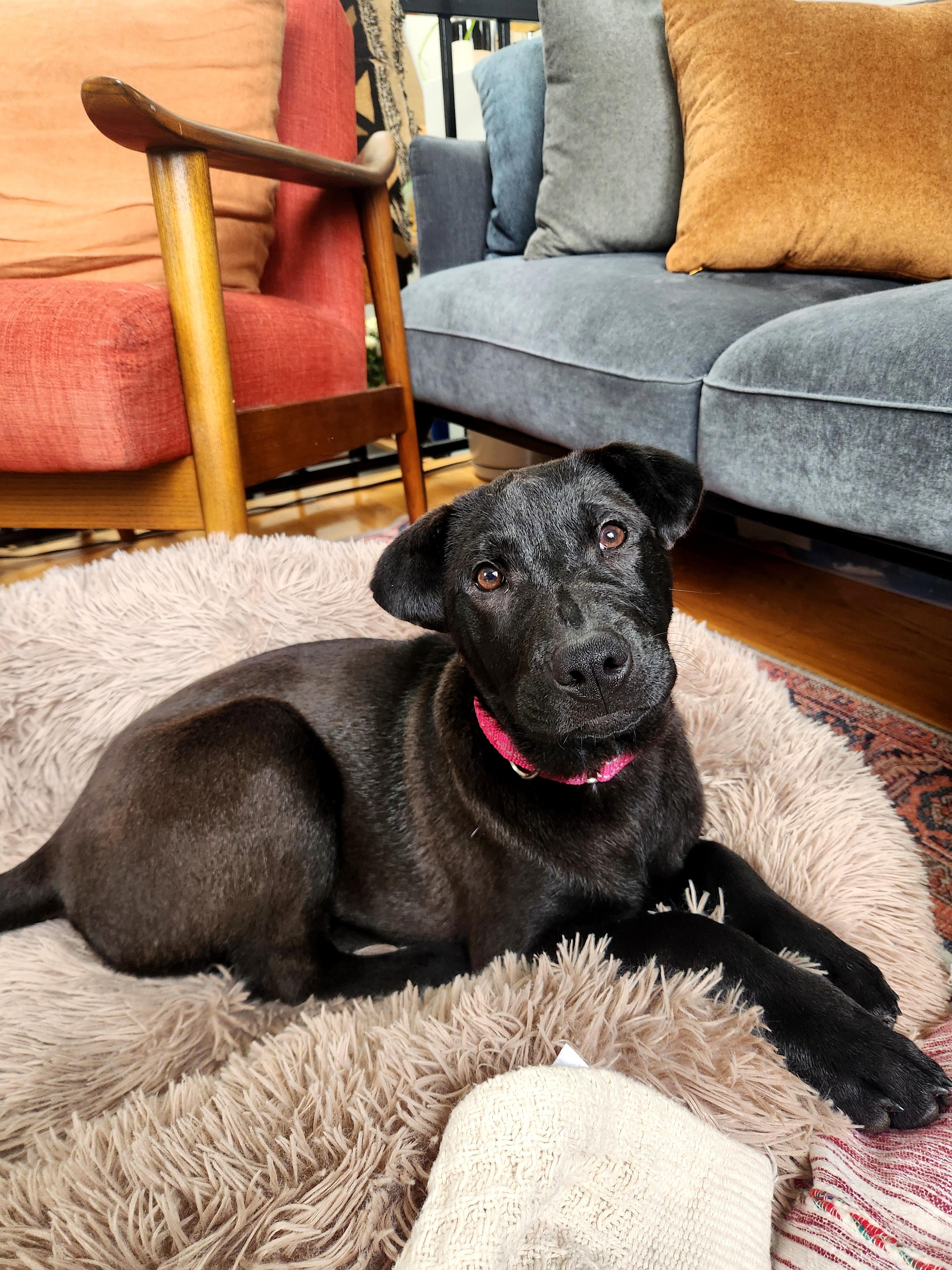 Olivia , an adopted mixed breed in Forest Hills, NY image 5/6