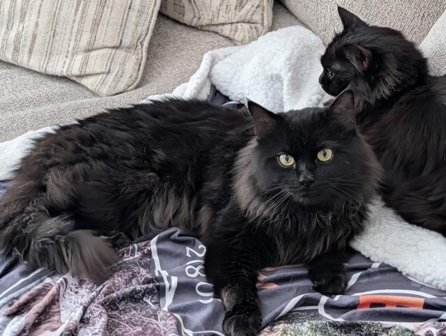 ERIC, ADOPTABLE, Young Male Maine Coon & Domestic Long Hair.