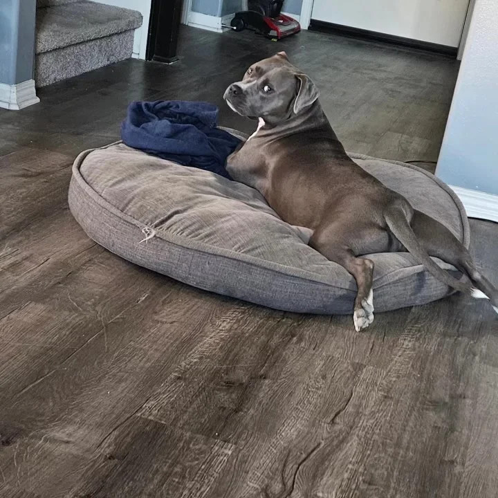 Finn, a Adoptable Pit Bull Terrier in La Habra, CA image 1/6