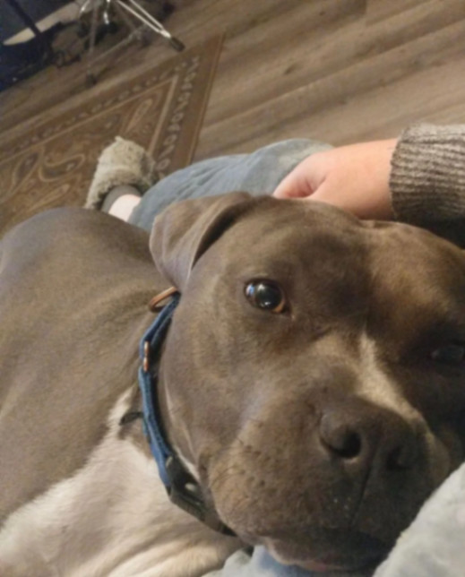 Finn, a Adoptable Pit Bull Terrier in La Habra, CA image 2/6