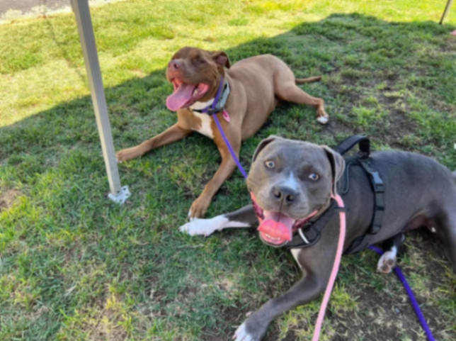 Finn, a Adoptable Pit Bull Terrier in La Habra, CA image 4/6
