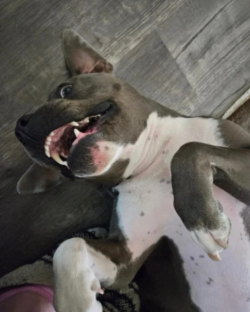 Finn, a Adoptable Pit Bull Terrier in La Habra, CA image 5/6