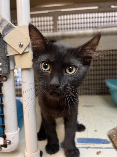 Enlarge Cat 27717 (Misty), a Adoptable Domestic Medium Hair in Parlier, CA image 2/6