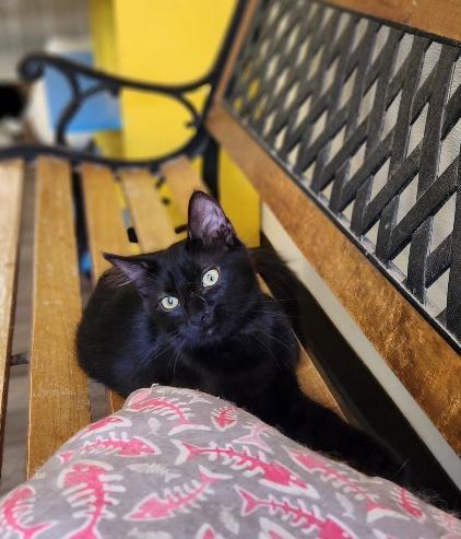 Enlarge Cat 27717 (Misty), a Adoptable Domestic Medium Hair in Parlier, CA image 3/6