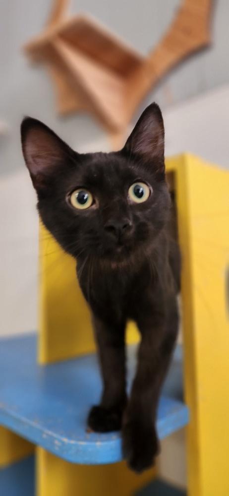 Enlarge Cat 27717 (Misty), a Adoptable Domestic Medium Hair in Parlier, CA image 4/6