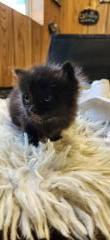 Enlarge Cat 27717 (Misty), a Adoptable Domestic Medium Hair in Parlier, CA image 5/6