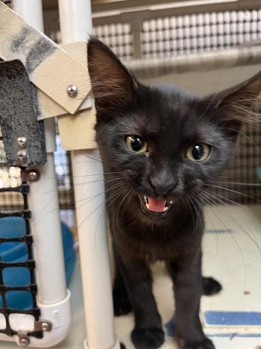 Enlarge Cat 27717 (Misty), a Adoptable Domestic Medium Hair in Parlier, CA image 6/6