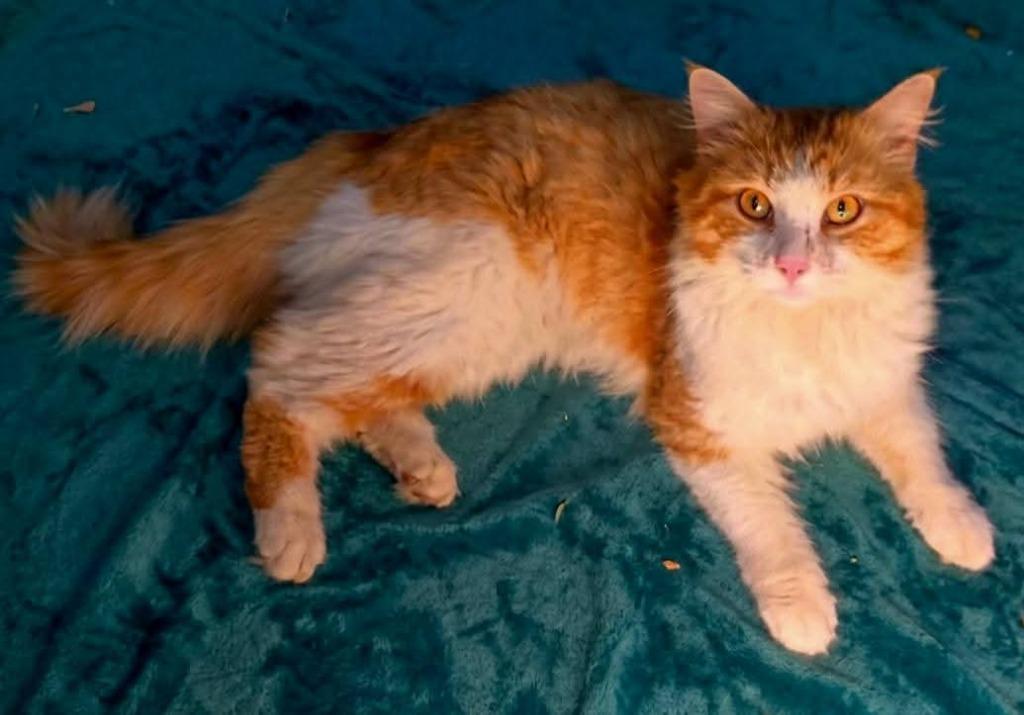 Ol Yeller, Adoptable, Young Male Domestic Long Hair.