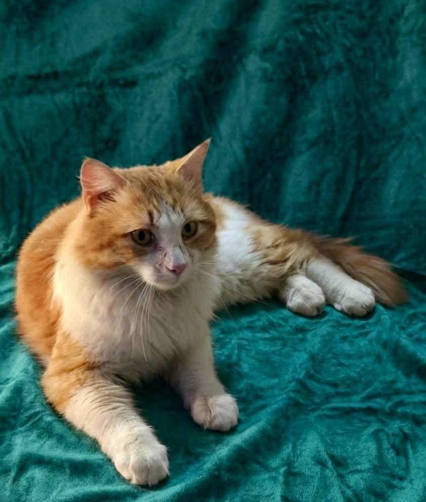 Enlarge Ol Yeller, a Adoptable mixed breed in Miami, OK image 2/4