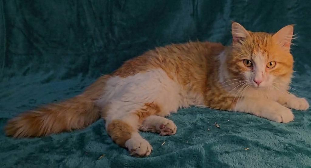 Enlarge Ol Yeller, a Adoptable mixed breed in Miami, OK image 3/4