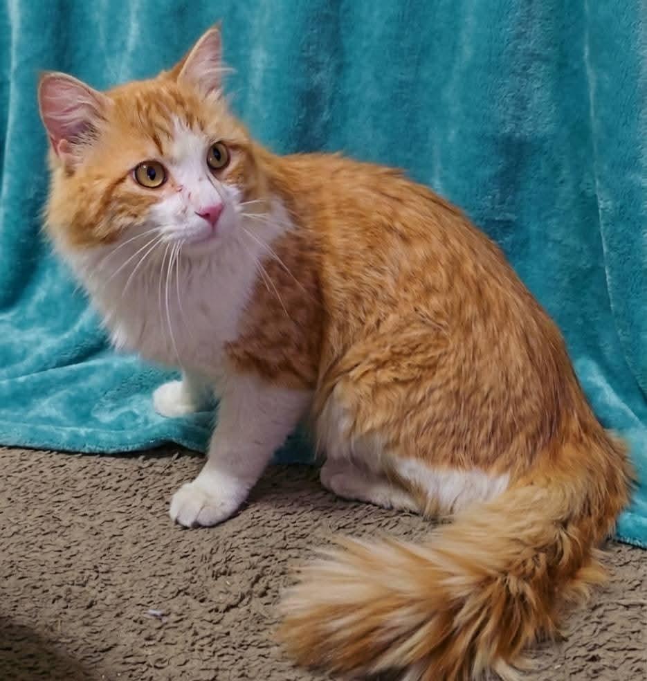 Enlarge Ol Yeller, a Adoptable mixed breed in Miami, OK image 4/4