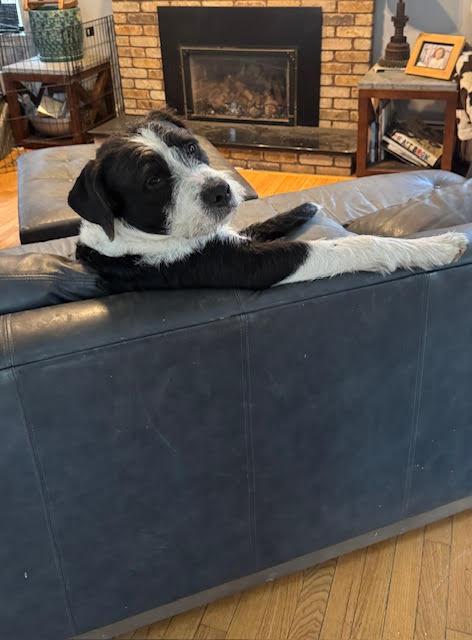 Enlarge Draco, a ADOPTABLE mixed breed in Winstead, CT image 2/4