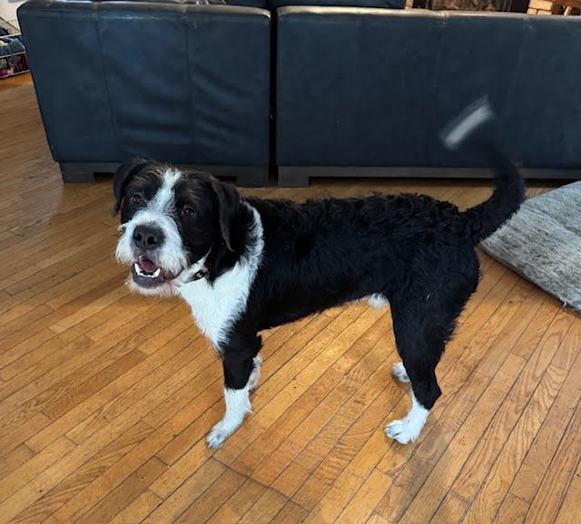 Enlarge Draco, a ADOPTABLE mixed breed in Winstead, CT image 4/4
