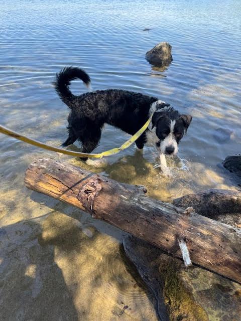 Enlarge Draco, a ADOPTABLE mixed breed in Winstead, CT image 3/4