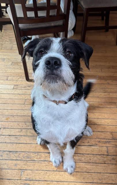 Draco, ADOPTABLE, Young Male Terrier.
