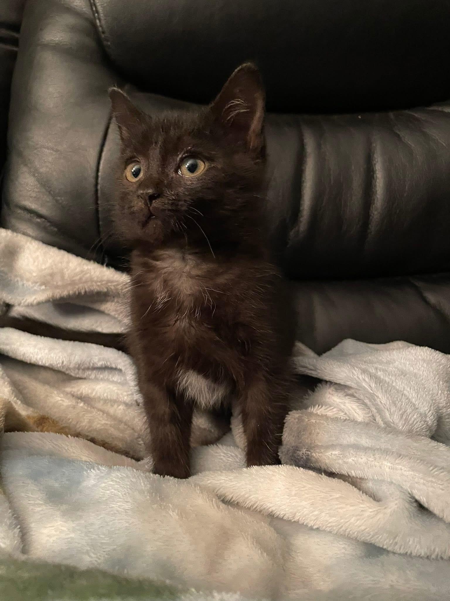 Waylon, a Adoptable mixed breed in Humboldt , SK image 3/3