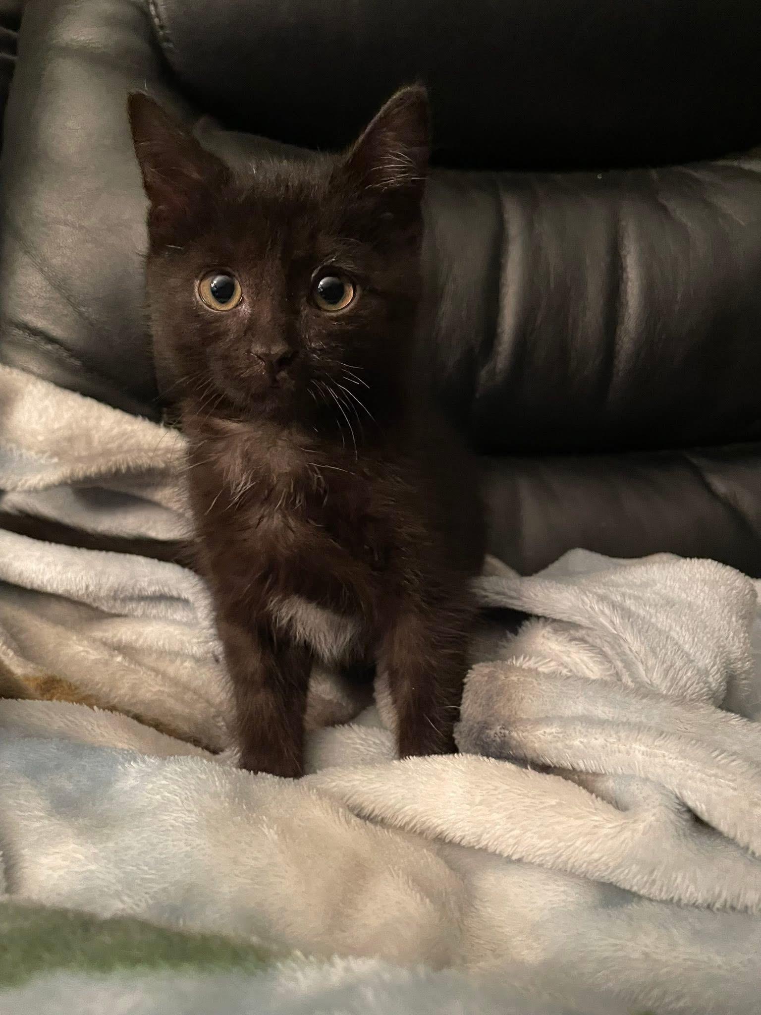 Waylon, Adoptable, Kitten Male Domestic Short Hair.