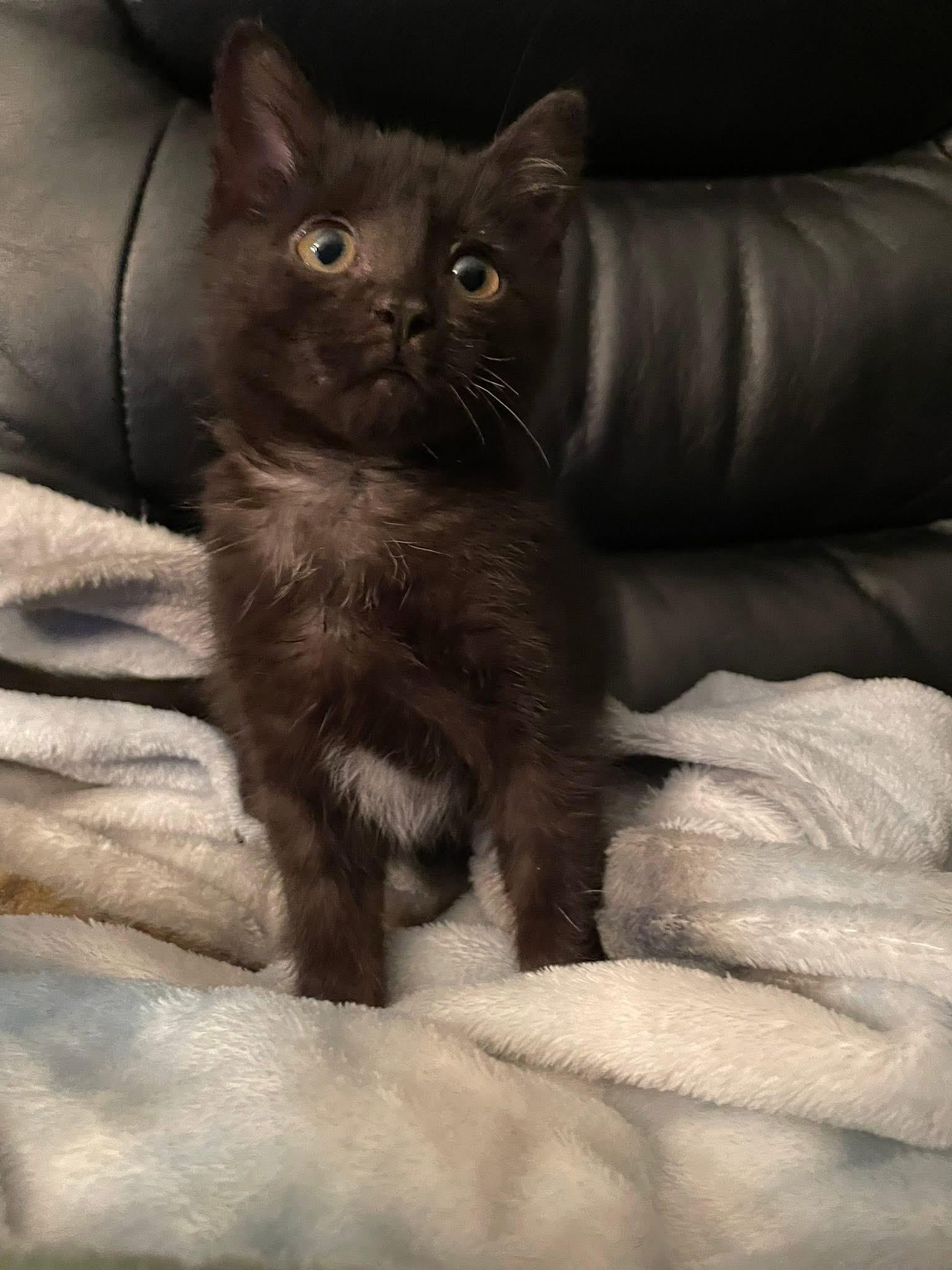 Waylon, a Adoptable mixed breed in Humboldt , SK image 2/3