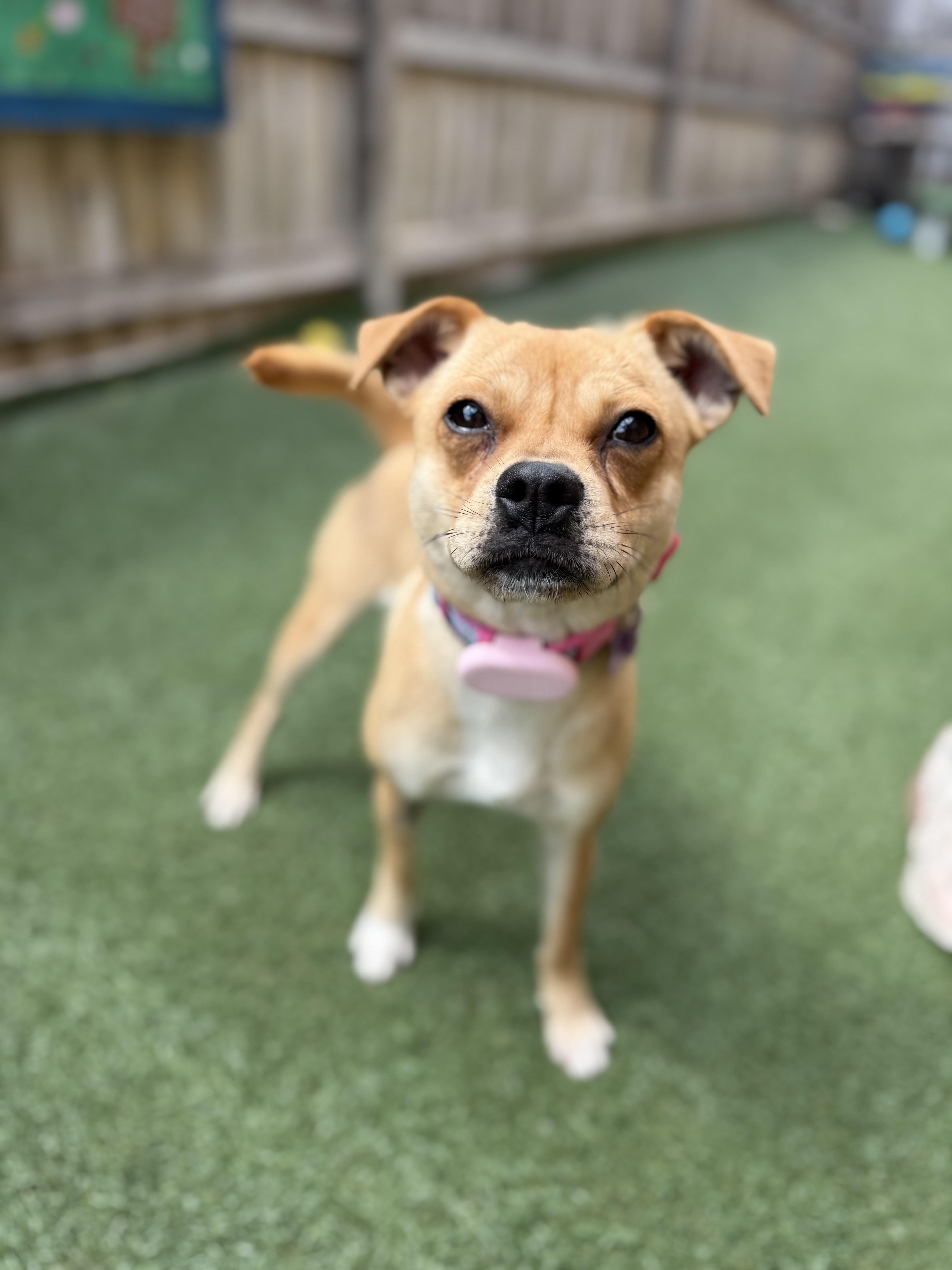 Hollie, an adopted mixed breed in Itasca, IL image 2/3