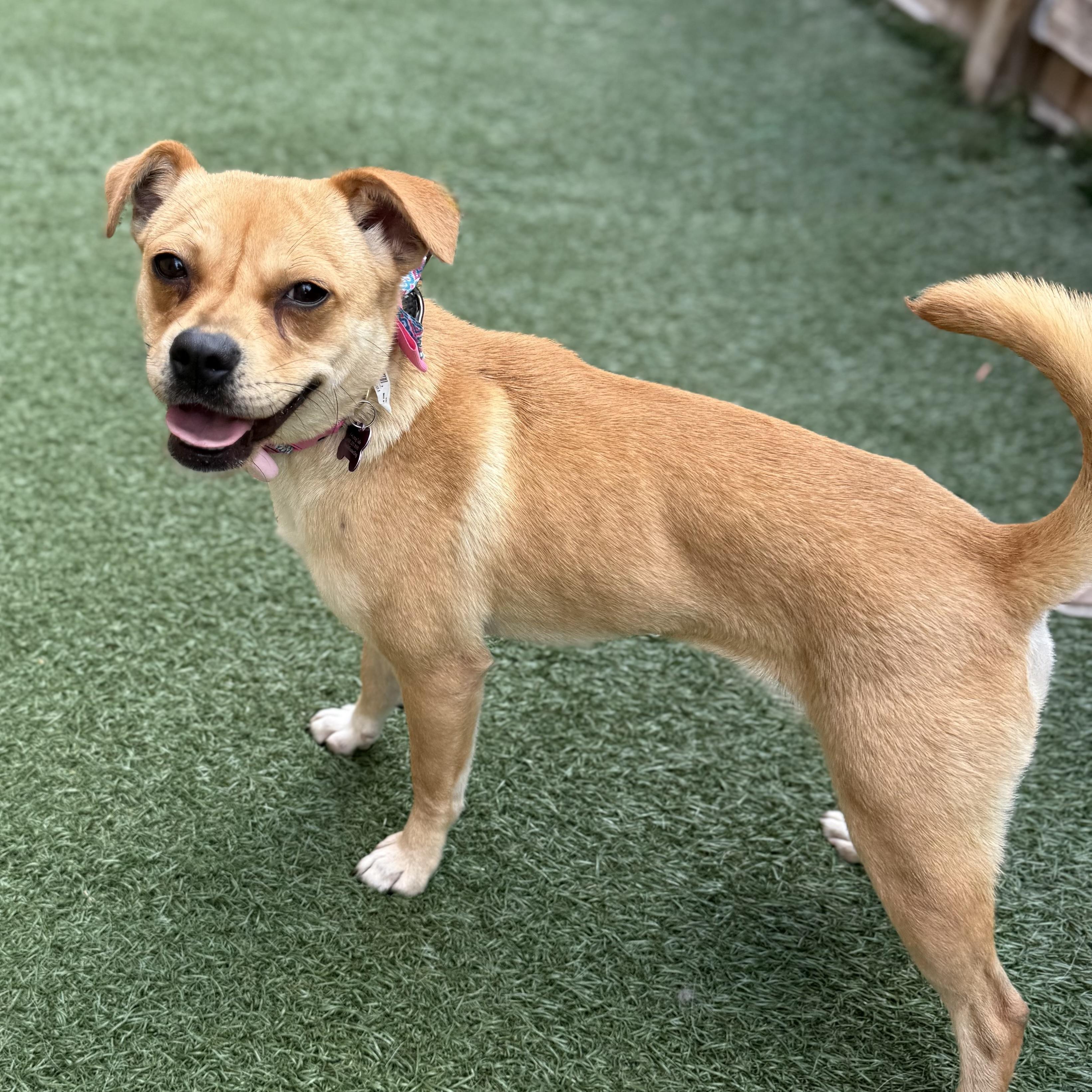 Hollie, an adopted mixed breed in Itasca, IL image 1/3