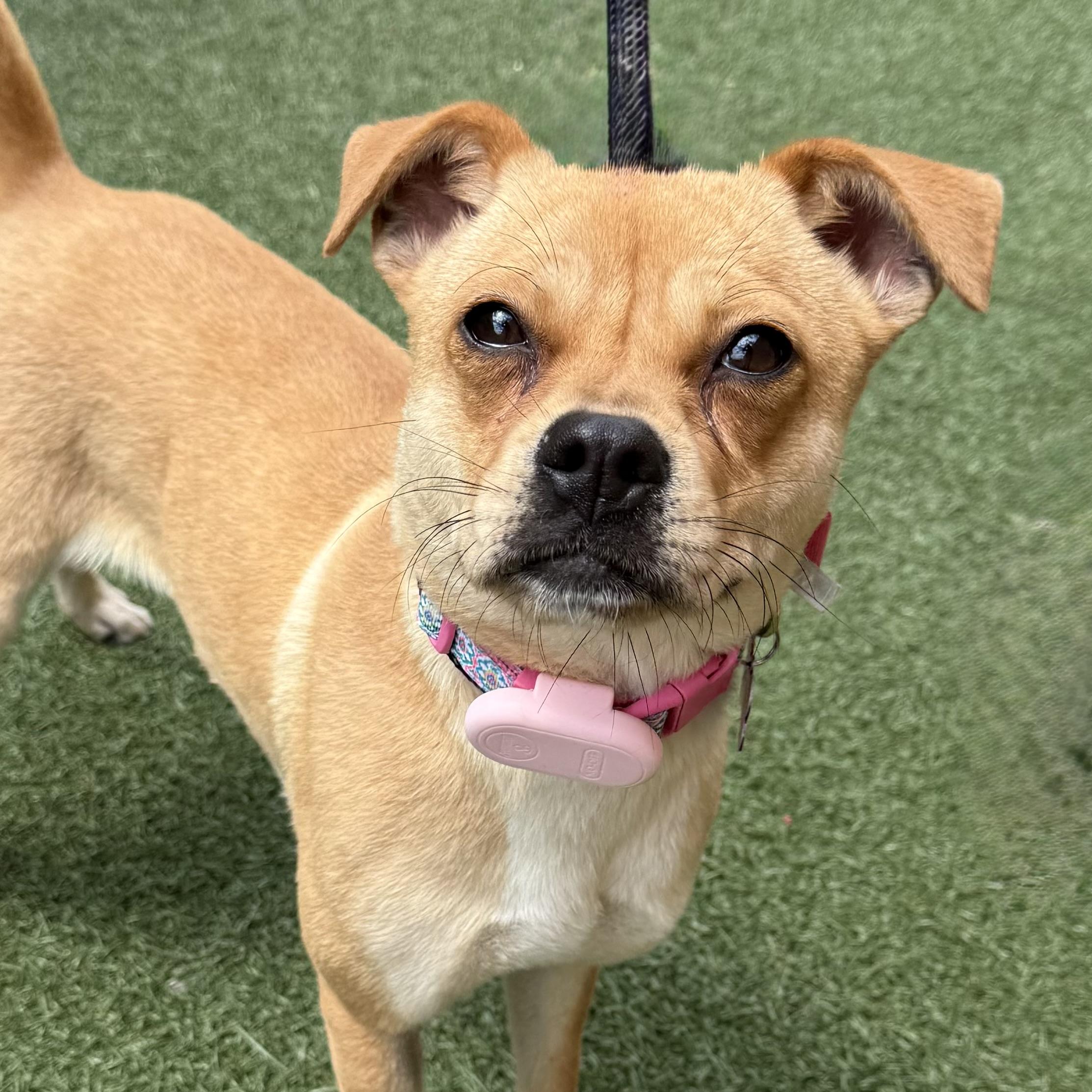 Hollie, an adopted mixed breed in Itasca, IL image 3/3