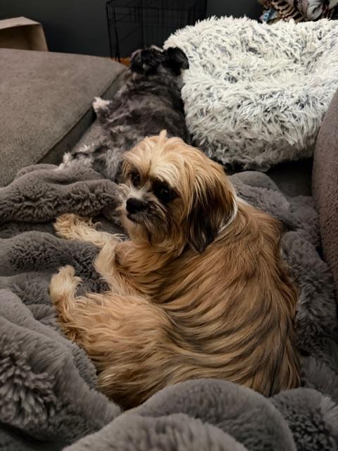 Sid, adopted, Young Female Shih Tzu.