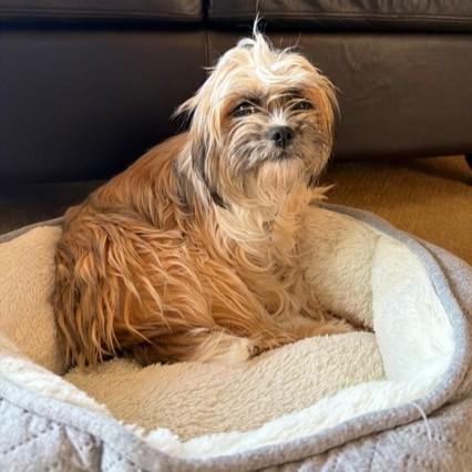 Enlarge Sid, an adopted mixed breed in Grand Forks, ND image 2/4
