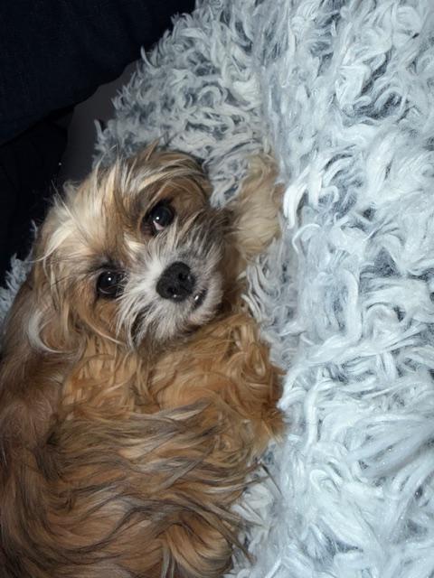Enlarge Sid, an adopted mixed breed in Grand Forks, ND image 3/4