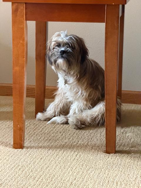 Enlarge Sid, an adopted mixed breed in Grand Forks, ND image 4/4