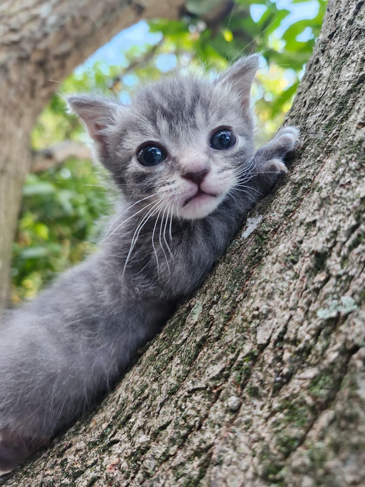 Nancy, Adoptable, Kitten Female Domestic Short Hair.